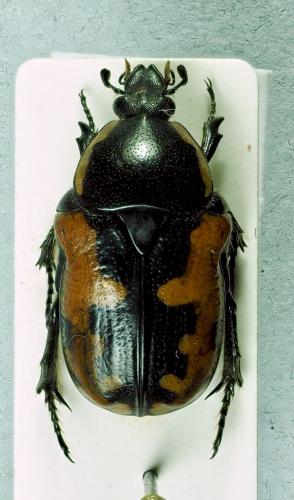 Réf. 277 549 : Phoxomela umbrosa